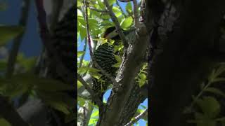 Pajaro carpintero descansando en el árbol [upl. by Winter]