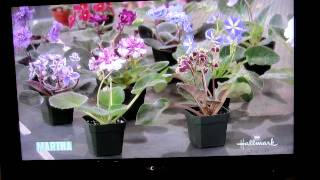 Paul Sorano on Martha Stewart Show [upl. by Edahs]