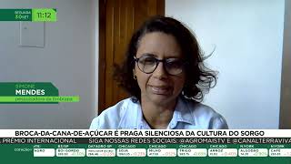 Broca da cana de açúcar é praga silenciosa da cultura do sorgo [upl. by Arakaj127]