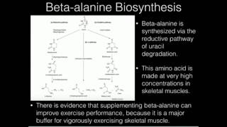 BetaAlanine and Carnosine Biosynthesis [upl. by Nerrag]