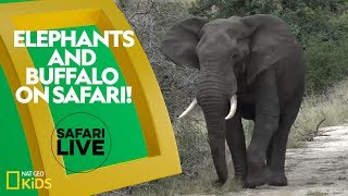 Elephants and Buffalo on Safari  Safari Live [upl. by Rednave]