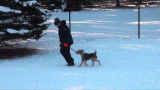 Huck Fox Terrier Obedience Dog Training Minnesota [upl. by Ablem]