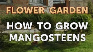 How to Grow Mangosteens [upl. by Pardo]