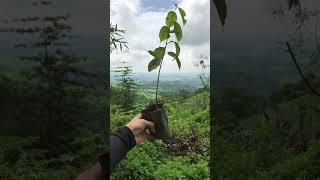 EXTREME HEAT PLANT TREES I am a millennial farmer and I plant trees💚🫶 youtubeshorts [upl. by Nnaassilem]