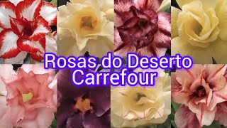 Rosas do deserto lindas no carrefourfypviral viralyoutubevideo viralvideo floresrosasdodeserto [upl. by Macilroy714]