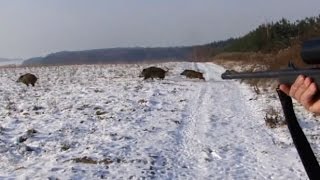 Polowanie zbiorowe na dziki Drückjagd  vildsvinsjakt  wild boar hunting Chasse Au Sanglier [upl. by Dewees]