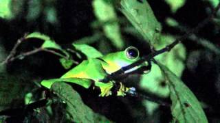 Wallaces Flying Frog [upl. by Suirad979]