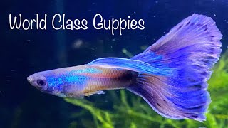 WORLD CLASS FANCY GUPPIES Full Guppdate at Prestige Aquatics [upl. by Asial939]