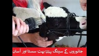 CALF DEHORNING WITH ELECTRIC DEHORNOR  PART 2  DRSAJID MEHMOOD [upl. by Nosna528]