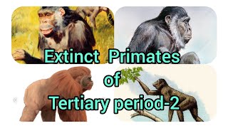 Extinct Primates of Tertiary period 2 Miocene Pliocene fossilsAnthropologyInsightsforUPSCNET [upl. by Legin]