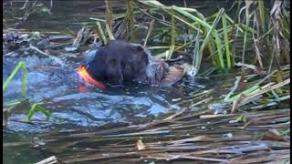 Spinone e beccacce riporto in Acqua profonda [upl. by Nuhsed]