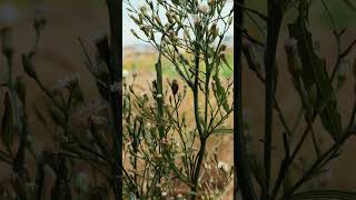 Pyrrhocoris apterus collecting nectar [upl. by Linea440]