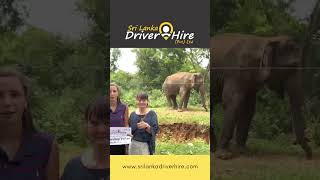 Sri Lankan Safest Driver  Private Tours with Safe Drivers in Sri Lanka [upl. by Iknarf]