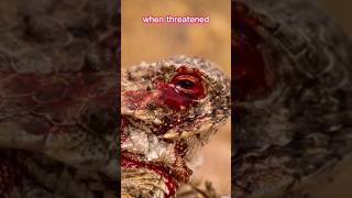 The Lizard That Shoots Blood From Its Eyes 🦎🩸Regal Horned Lizard trending viral shorts [upl. by Ehtyaf]