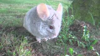 Wild Chinchilla [upl. by Ettenawtna]