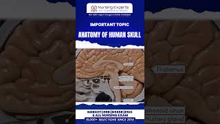 The human skull in the sagittal section skull cranium brain humanskull skullanatomy humanbrain [upl. by Nylhtiak898]