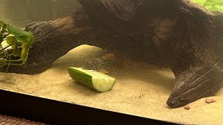 Plecos having a snack  L014 L075 L600 L204 L397 L010a [upl. by Giesser456]