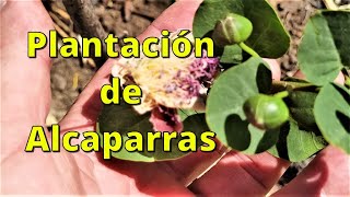 Plantación de Alcaparras Seguimiento y cuidados 1er año [upl. by Enilrek]