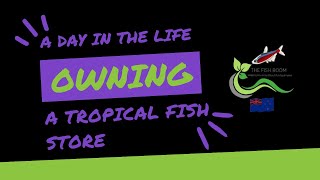 A day in the life running a tropical fish store 90 [upl. by Arelus]