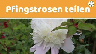 Pfingstrosen teilen  Pfingstrosen vermehren [upl. by Maillil]