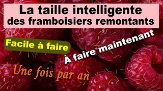 La taille intelligente des framboisiers remontants [upl. by Anaihs587]