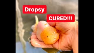 How to Treat  Cure Dropsy  Successful method to treat dropsy in goldfish [upl. by Koerlin]