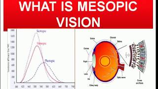 What is MesopicMYOPIC Vision and its importance in daily life Mesopic vision का हिंदी में मतलब। [upl. by Ecydnarb]