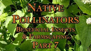 Native Pollinators a Beneficial Insects amp Farmscaping Part 7 [upl. by Leibman189]