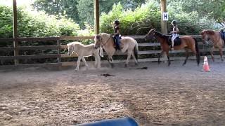 The best way to train a young horse arena exercises Fjord horse foal [upl. by Sivrat673]