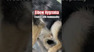 Elbow Hygroma in Dogs Possible treatment with homeopathy [upl. by Bren]