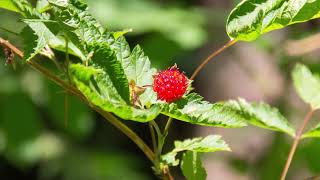 salmonberry  Rubus spectabilis Identification and characteristics [upl. by Auliffe188]