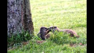 Allegany State Park Wildlife [upl. by Hastings]