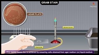 Gram Staining Procedure Animation Microbiology  Principle Procedure Interpretation [upl. by Noit890]