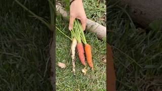 Harvesting Happiness Fresh Carrots from My Garden shorts carrot gardening harvest [upl. by Sorips]