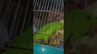 parot Talking Papa birds parrot parrottalking talking [upl. by Adev]