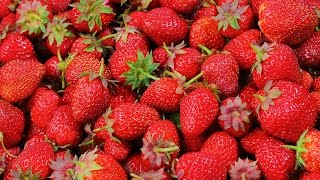 Méthode écologique pour éviter de désherber les plants de fraisiers [upl. by Atteroc]