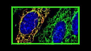 Behandlung von mitochondrialen Erkrankungen [upl. by Yendroc]