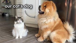 Chow Chow Puppy Grows Up With Cat UPDATE [upl. by Arnoldo]