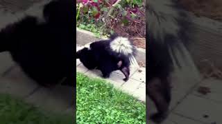 What a fatty skunk skunks animal nature [upl. by Ora]