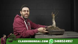 RINVASO ZELKOVA SERRATA BONSAI [upl. by Gerfen]