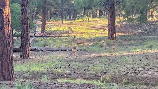 Grand Canyon Mather camp  frisky mule deer zooming around [upl. by Mikaela585]