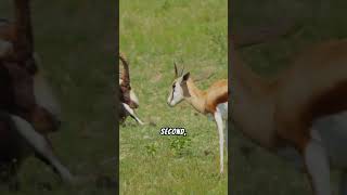 5 Incredible Gazelle Facts That Will Amaze You [upl. by Yelkreb49]