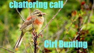 Cirl bunting Emberiza cirlus chattering call  southwestern Germany [upl. by Aros]