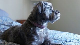 How To Help A Dog With Separation Anxiety  Lucky Dog [upl. by Eidson407]