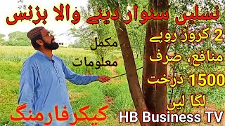 How To Earn 2 Crores Profit From Kikar Farming  Tree farming  Kikar Farming Business  کیکرفارمنگ [upl. by Gristede808]