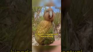 Kakapo shortvideo pets animalphotos animalpictures funny animals [upl. by Darcia]