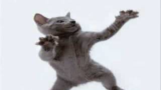 Cat Dancing to Hamster Dance [upl. by Evander908]