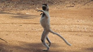 Dancing Lemurs Verreauxs Sifaka of Madagascar [upl. by Rhee]