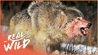 The War Of The Wolf Packs  Part 1 Wolf Documentary HD  White Wolf  Real Wild [upl. by Eada]