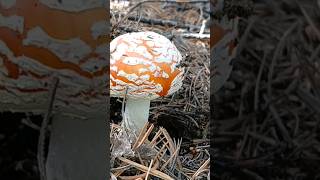 Amanita Muscaria aka The Fly Agaric mushroom on Pikes Peak Colorado [upl. by Damour934]